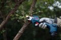 Bosch GGP 12V-25 Ağaç Budama Makinesi (Akü ve Şarj Cihazı Hariçtir)